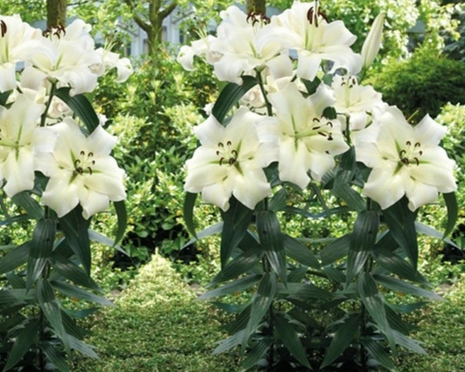 2 Pretty Woman Giant Orienpet Lily Bulbs - White Perennial Outdoor - Image 1