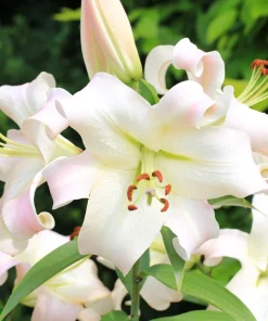 2 Pretty Woman Giant Orienpet Lily Bulbs - White Perennial Outdoor - Image 2
