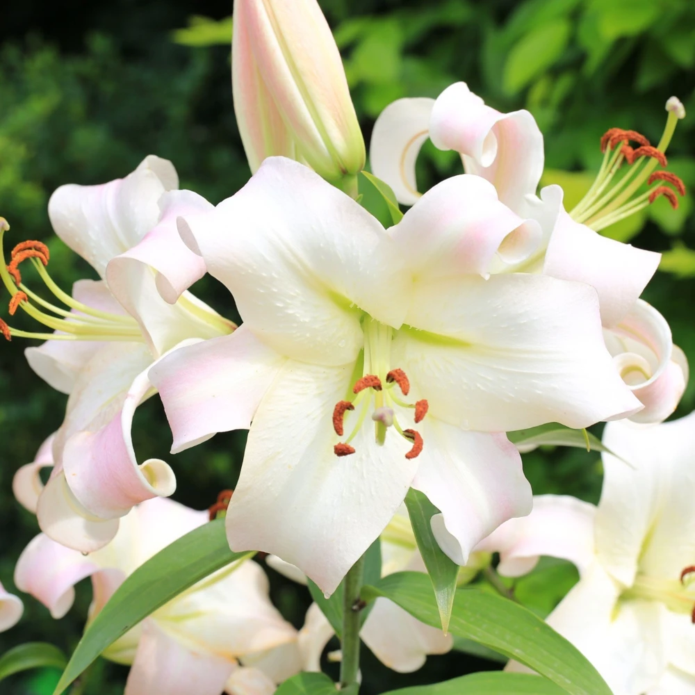 2 Pretty Woman Giant Orienpet Lily Bulbs - White Perennial Outdoor - Image 2