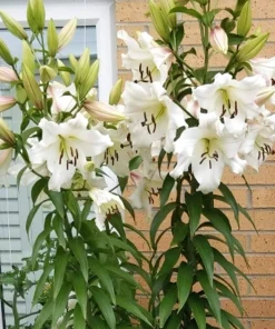 2 Pretty Woman Giant Orienpet Lily Bulbs - White Perennial Outdoor - Image 3