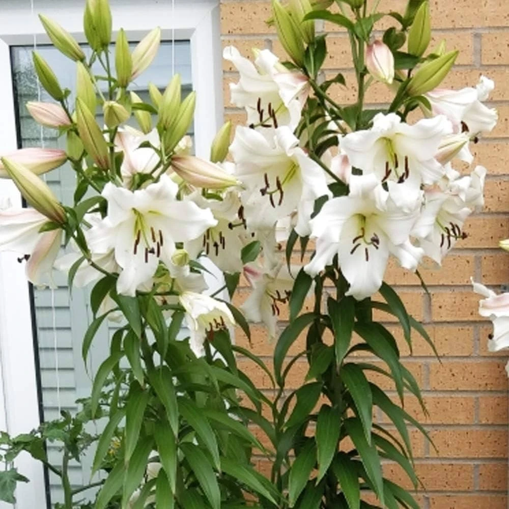 2 Pretty Woman Giant Orienpet Lily Bulbs - White Perennial Outdoor - Image 3