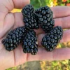 2 Prime Ark Horizon Thornless Blackberry Live Plants - 1-2 Year Old, Outdoor - Image 1