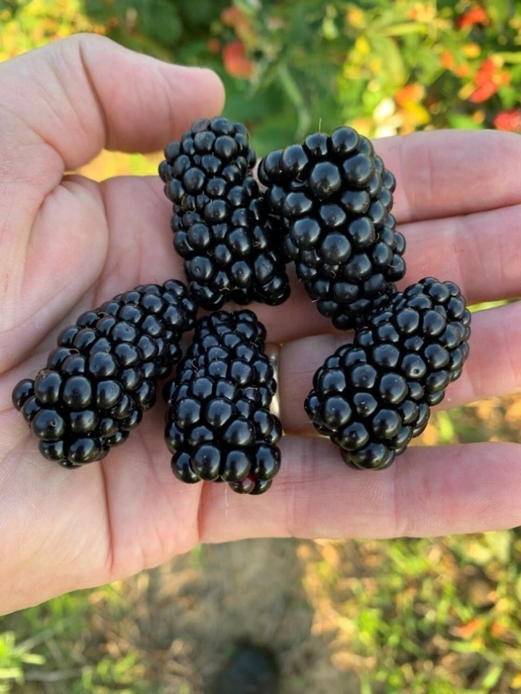 2 Prime Ark Horizon Thornless Blackberry Live Plants - 1-2 Year Old, Outdoor - Image 1