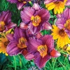 2 Purple d'Oro Daylily Bulbs – Perennial Flower Bare Root Plants – Outdoor – Full Sun - Image 1
