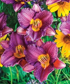 2 Purple d'Oro Daylily Bulbs – Perennial Flower Bare Root Plants – Outdoor – Full Sun - Image 1