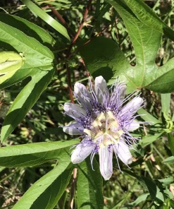 2 Purple Passion Flower Live Plants - Passiflora incarnata Maypop Vine, Outdoor - Image 10