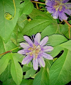 2 Purple Passion Flower Live Plants - Passiflora incarnata Maypop Vine, Outdoor - Image 2