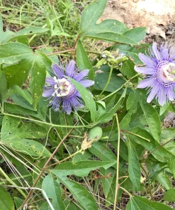 2 Purple Passion Flower Live Plants - Passiflora incarnata Maypop Vine, Outdoor - Image 3