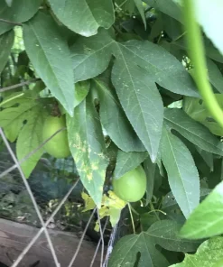 2 Purple Passion Flower Live Plants - Passiflora incarnata Maypop Vine, Outdoor - Image 4
