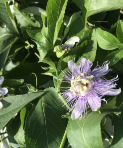 2 Purple Passion Flower Live Plants - Passiflora incarnata Maypop Vine, Outdoor - Image 5