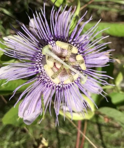2 Purple Passion Flower Live Plants - Passiflora incarnata Maypop Vine, Outdoor - Image 6