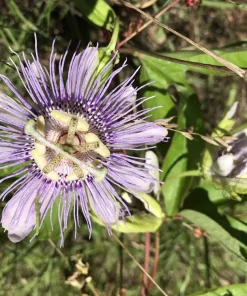 2 Purple Passion Flower Live Plants - Passiflora incarnata Maypop Vine, Outdoor - Image 7