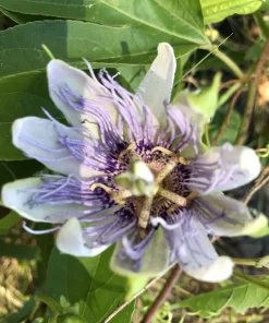 2 Purple Passion Flower Live Plants - Passiflora incarnata Maypop Vine, Outdoor - Image 8