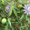 2 Purple Passion Flower Live Plants - Passiflora incarnata Maypop Vine, Outdoor - Image 1