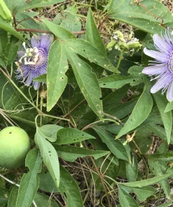 2 Purple Passion Flower Live Plants - Passiflora incarnata Maypop Vine, Outdoor - Image 1