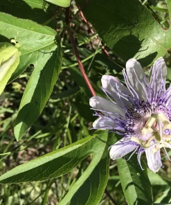 2 Purple Passion Flower Live Plants - Passiflora incarnata Maypop Vine, Outdoor - Image 9