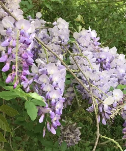 2 Purple Wisteria Live Plants - Lavender Flowering Climbing Vine - 8-10 Inch Starter - Image 3