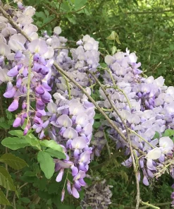 2 Purple Wisteria Live Plants - Lavender Flowering Climbing Vine - 8-10 Inch Starter - Image 4