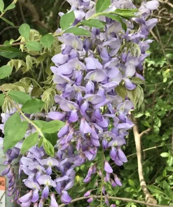 2 Purple Wisteria Live Plants - Lavender Flowering Climbing Vine - 8-10 Inch Starter - Image 5
