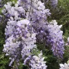 2 Purple Wisteria Live Plants - Lavender Flowering Climbing Vine - 8-10 Inch Starter - Image 1