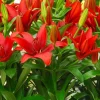 2 Red Alert Asiatic Lily Bulbs – Live Flower Bulbs – Perennial Outdoor - Image 1