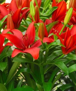 2 Red Alert Asiatic Lily Bulbs – Live Flower Bulbs – Perennial Outdoor - Image 1