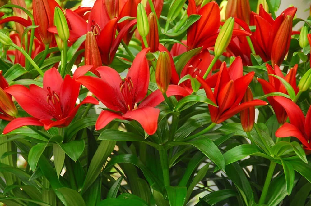 2 Red Alert Asiatic Lily Bulbs – Live Flower Bulbs – Perennial Outdoor - Image 1
