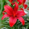 2 Red Asiatic Lily Flower Bulbs - Perennial, Outdoor, Full Sun - Image 1