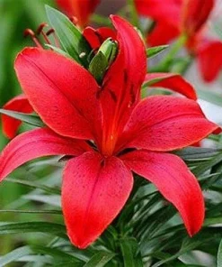 2 Red Asiatic Lily Flower Bulbs - Perennial, Outdoor, Full Sun - Image 1
