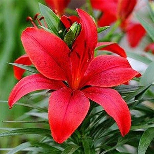 2 Red Asiatic Lily Flower Bulbs - Perennial, Outdoor, Full Sun - Image 1