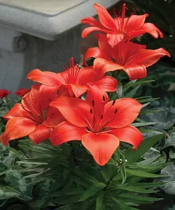 2 Red Asiatic Lily Flower Bulbs - Perennial, Outdoor, Full Sun - Image 3