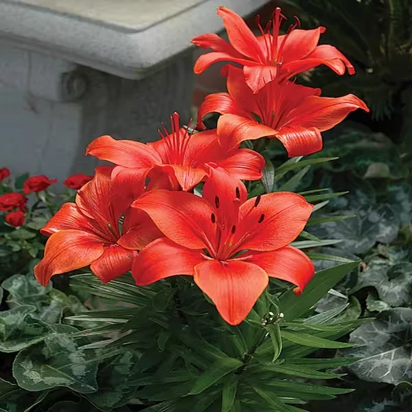 2 Red Asiatic Lily Flower Bulbs - Perennial, Outdoor, Full Sun - Image 3