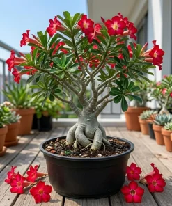 2 Red Desert Rose Live Plants – Adenium Succulent – 4-6 Inch Tall – Indoor/Outdoor - Image 2