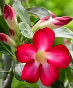 2 Red Desert Rose Live Plants – Adenium Succulent – 4-6 Inch Tall – Indoor/Outdoor - Image 3
