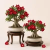 2 Red Desert Rose Live Plants – Adenium Succulent – 4-6 Inch Tall – Indoor/Outdoor - Image 1