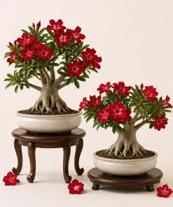 2 Red Desert Rose Live Plants – Adenium Succulent – 4-6 Inch Tall – Indoor/Outdoor - Image 1