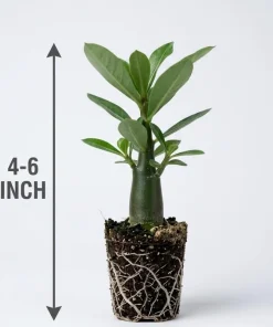 2 Red Desert Rose Live Plants – Adenium Succulent – 4-6 Inch Tall – Indoor/Outdoor - Image 4