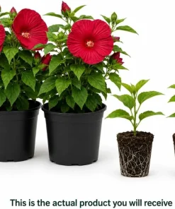 2 Red Hibiscus Live Plants for Garden & Patio – 4-6 Inch Tall - Image 2