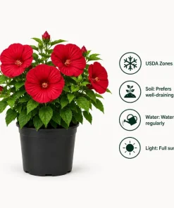 2 Red Hibiscus Live Plants for Garden & Patio – 4-6 Inch Tall - Image 4