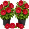 2 Red Hibiscus Live Plants for Garden & Patio – 4-6 Inch Tall - Image 1