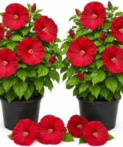 2 Red Hibiscus Live Plants for Garden & Patio – 4-6 Inch Tall - Image 1