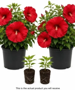 2 Red Hibiscus Plants Live 4-6 Inch Tall - Tropical Shrub for Outdoors - Image 2
