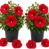 2 Red Hibiscus Plants Live 4-6 Inch Tall - Tropical Shrub for Outdoors - Image 1