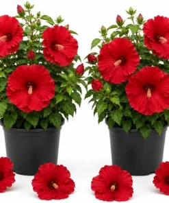 2 Red Hibiscus Plants Live 4-6 Inch Tall - Tropical Shrub for Outdoors - Image 1
