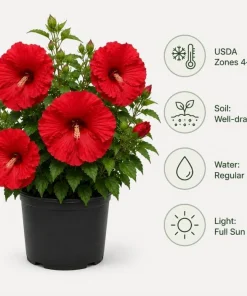 2 Red Hibiscus Plants Live 4-6 Inch Tall - Tropical Shrub for Outdoors - Image 4