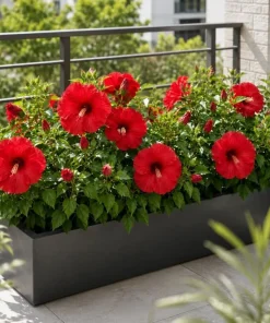 2 Red Hibiscus Plants Live 4-6 Inch Tall - Tropical Shrub for Outdoors - Image 6