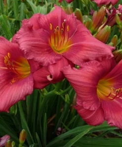 2 Red Ruffles Daylily Flower Bulbs – Perennial Outdoor Plant – Full Sun - Image 2