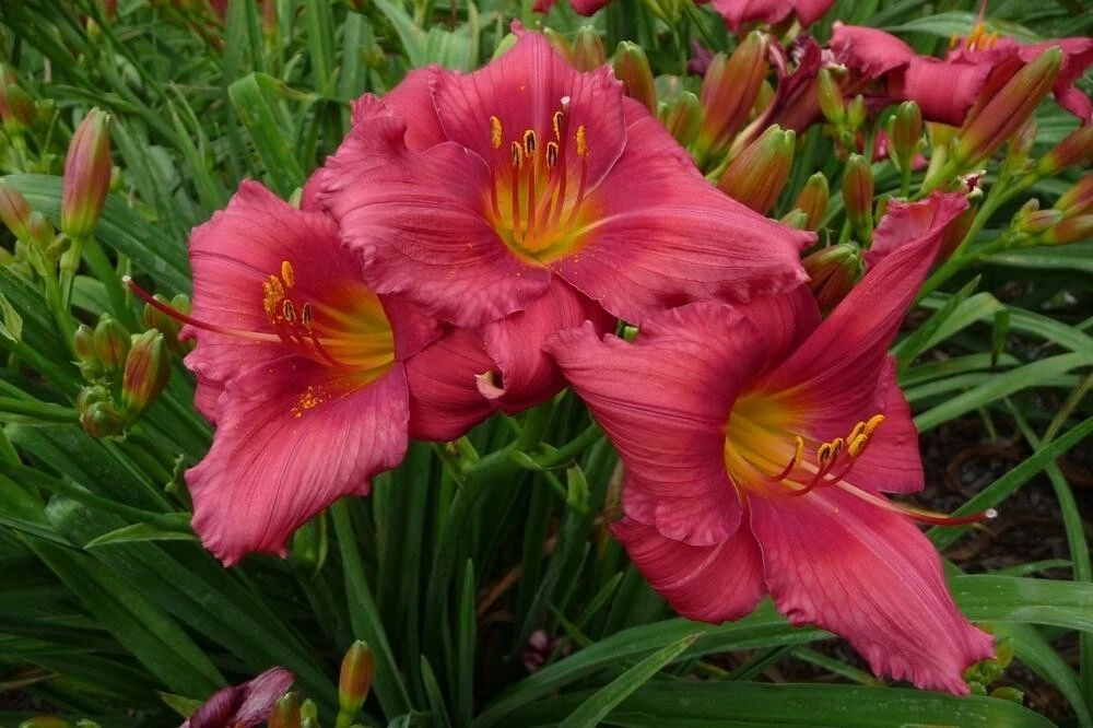 2 Red Ruffles Daylily Flower Bulbs – Perennial Outdoor Plant – Full Sun - Image 2