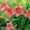 2 Red Ruffles Daylily Flower Bulbs – Perennial Outdoor Plant – Full Sun - Image 1