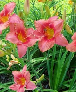 2 Red Ruffles Daylily Flower Bulbs – Perennial Outdoor Plant – Full Sun - Image 1